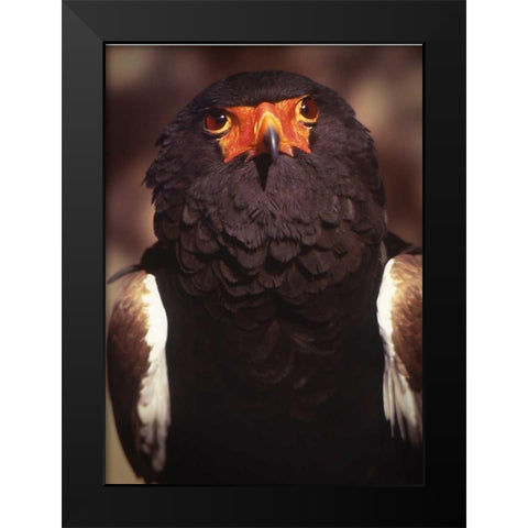 Kenya, Samburu National Reserve Bateleur bird Black Modern Wood Framed Art Print by Williams, Joanne