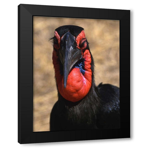 Kenya, Samburu National Reserve Ground hornbill Black Modern Wood Framed Art Print by Williams, Joanne
