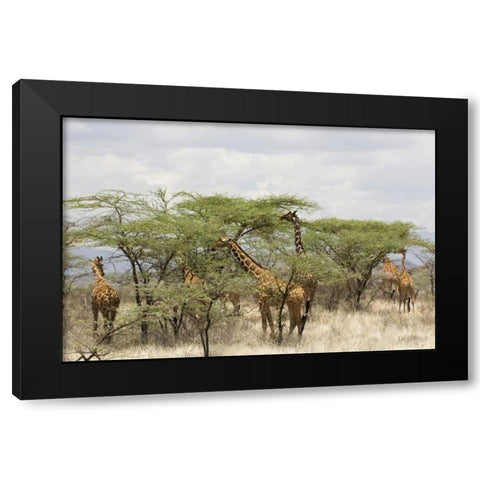 Kenya, Samburu Reserve Rothschild giraffes Black Modern Wood Framed Art Print with Double Matting by Kirkland, Dennis