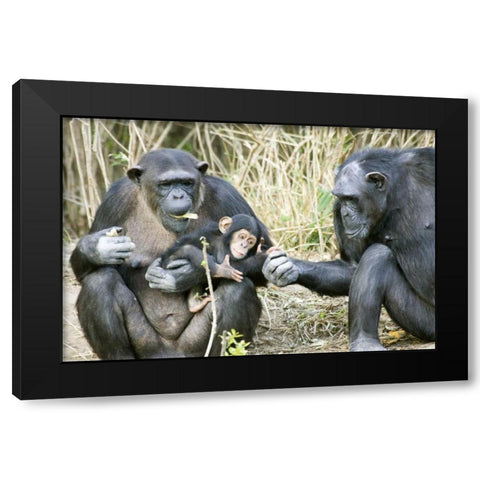 Kenya Chimpanzee family on an island Black Modern Wood Framed Art Print with Double Matting by Williams, Joanne