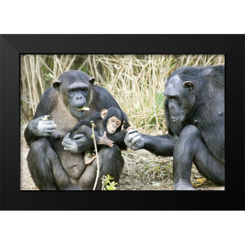 Kenya Chimpanzee family on an island Black Modern Wood Framed Art Print by Williams, Joanne