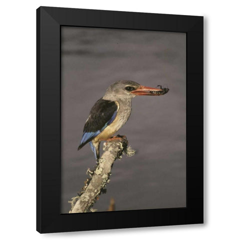 Kenya Grey-hooded kingfisher on limb Black Modern Wood Framed Art Print with Double Matting by Williams, Joanne