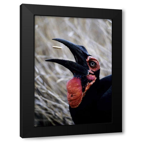 Kenya Ground hornbill eats a morsel Black Modern Wood Framed Art Print with Double Matting by Williams, Joanne