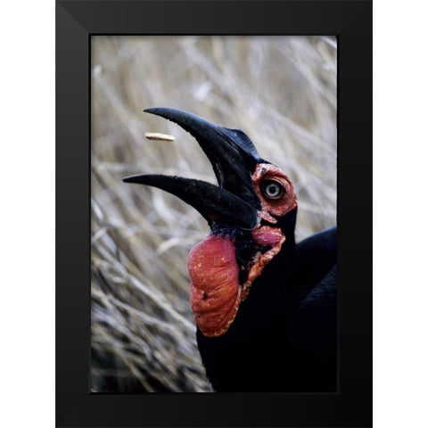 Kenya Ground hornbill eats a morsel Black Modern Wood Framed Art Print by Williams, Joanne