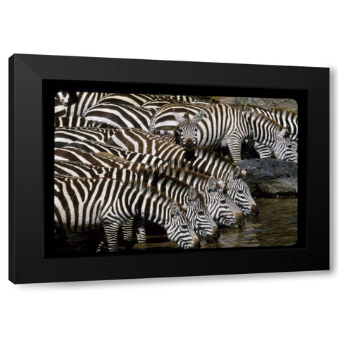 Kenya Herd of zebras drinking Black Modern Wood Framed Art Print with Double Matting by Williams, Joanne