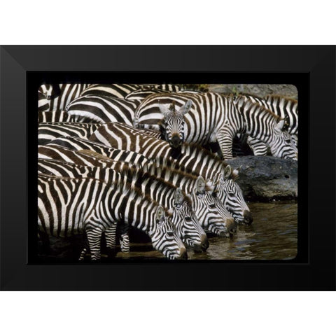Kenya Herd of zebras drinking Black Modern Wood Framed Art Print by Williams, Joanne