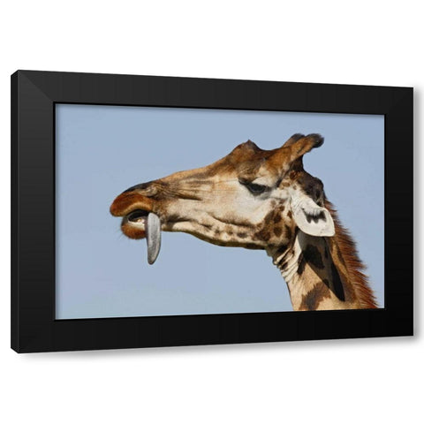 Kenya, Nakuru NP Rothschilds giraffe Black Modern Wood Framed Art Print with Double Matting by Morris, Arthur