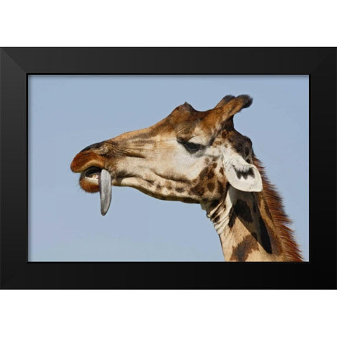Kenya, Nakuru NP Rothschilds giraffe Black Modern Wood Framed Art Print by Morris, Arthur