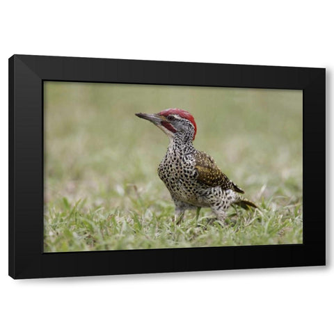 Kenya, Masai Mara, Nubian woodpecker in grass Black Modern Wood Framed Art Print with Double Matting by Morris, Arthur