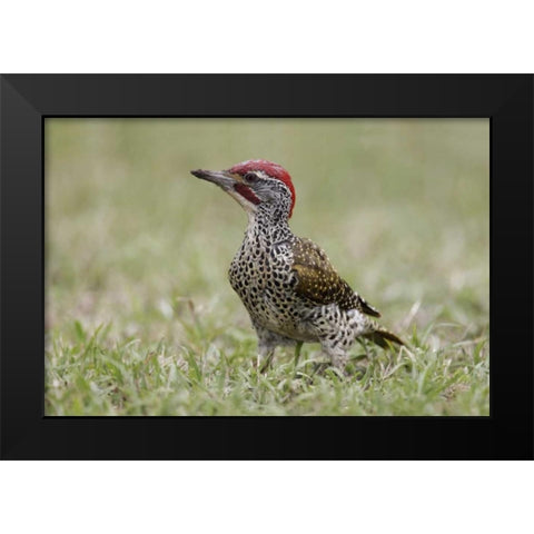 Kenya, Masai Mara, Nubian woodpecker in grass Black Modern Wood Framed Art Print by Morris, Arthur