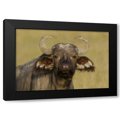 Kenya, Nakuru NP Cape buffalo grazing Black Modern Wood Framed Art Print with Double Matting by Morris, Arthur