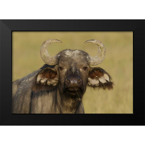 Kenya, Nakuru NP Cape buffalo grazing Black Modern Wood Framed Art Print by Morris, Arthur