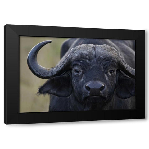Kenya, Masai Mara, Keekorok Lodge Cape buffalo Black Modern Wood Framed Art Print by Morris, Arthur