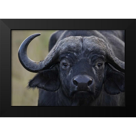 Kenya, Masai Mara, Keekorok Lodge Cape buffalo Black Modern Wood Framed Art Print by Morris, Arthur