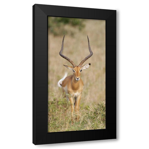Kenya, Masai Mara Impala wagging tail Black Modern Wood Framed Art Print with Double Matting by Morris, Arthur