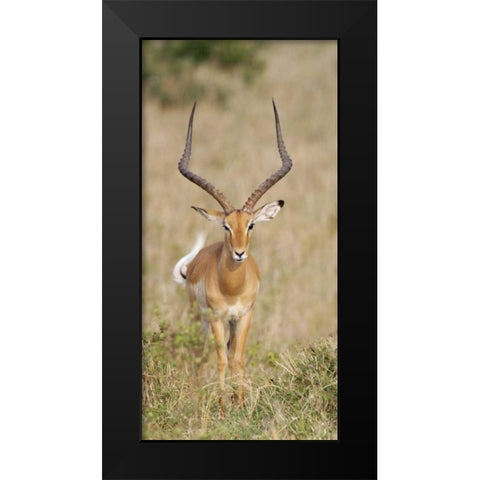 Kenya, Masai Mara Impala wagging tail Black Modern Wood Framed Art Print by Morris, Arthur