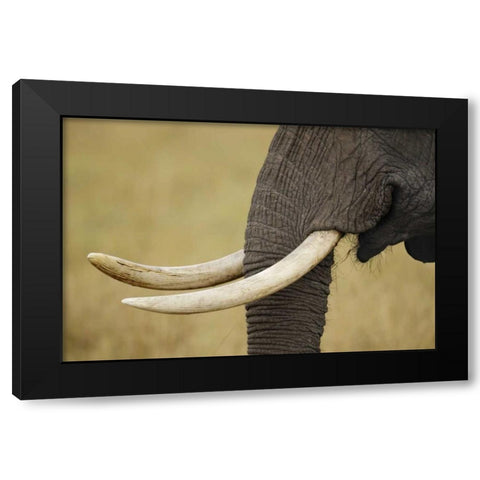 Kenya, Masai Mara, African elephant tusks Black Modern Wood Framed Art Print by Morris, Arthur