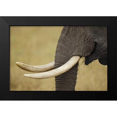 Kenya, Masai Mara, African elephant tusks Black Modern Wood Framed Art Print by Morris, Arthur