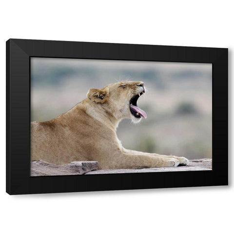 Kenya, Masai Mara African lioness yawns on rock Black Modern Wood Framed Art Print with Double Matting by Morris, Arthur