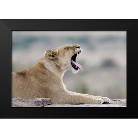 Kenya, Masai Mara African lioness yawns on rock Black Modern Wood Framed Art Print by Morris, Arthur