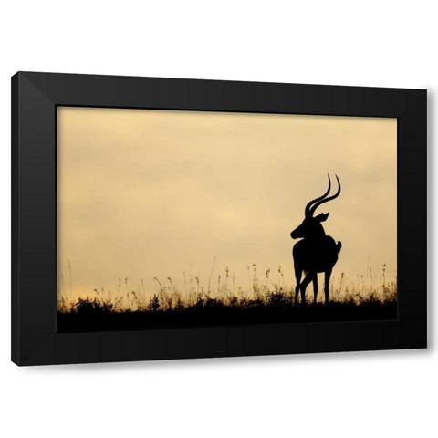 Kenya, Nakuru NP Male impala with oxpecker Black Modern Wood Framed Art Print with Double Matting by Morris, Arthur