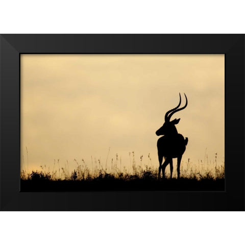 Kenya, Nakuru NP Male impala with oxpecker Black Modern Wood Framed Art Print by Morris, Arthur