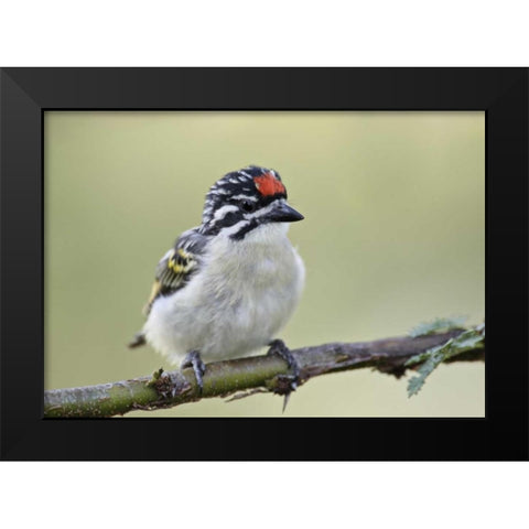 Kenya, Masai Mara Red-fronted tinkerbird on limb Black Modern Wood Framed Art Print by Morris, Arthur