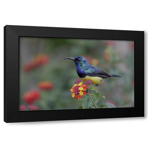 Kenya, Lake Naivasha Variable sunbird on flowers Black Modern Wood Framed Art Print with Double Matting by Morris, Arthur