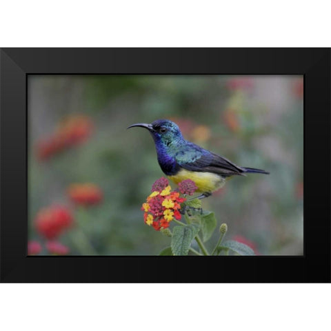 Kenya, Lake Naivasha Variable sunbird on flowers Black Modern Wood Framed Art Print by Morris, Arthur
