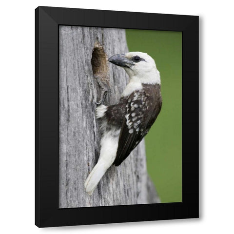 Kenya, Lake Naivasha White-headed barbet at nest Black Modern Wood Framed Art Print with Double Matting by Morris, Arthur