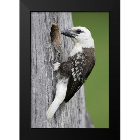 Kenya, Lake Naivasha White-headed barbet at nest Black Modern Wood Framed Art Print by Morris, Arthur
