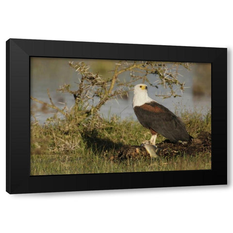 Kenya, Lake Naivasha African fish eagle eating Black Modern Wood Framed Art Print with Double Matting by Morris, Arthur