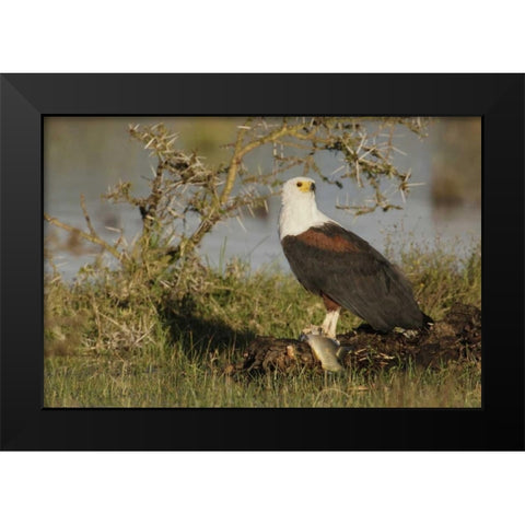 Kenya, Lake Naivasha African fish eagle eating Black Modern Wood Framed Art Print by Morris, Arthur
