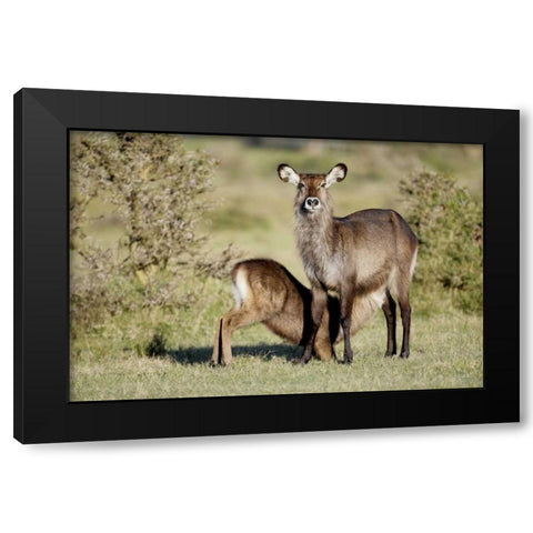 Kenya, Lake Naivasha Defassa waterbuck and young Black Modern Wood Framed Art Print with Double Matting by Morris, Arthur