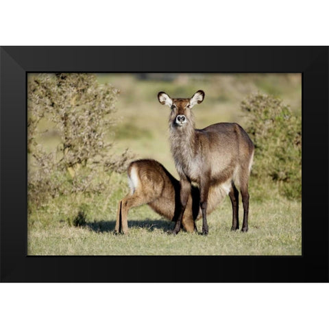 Kenya, Lake Naivasha Defassa waterbuck and young Black Modern Wood Framed Art Print by Morris, Arthur