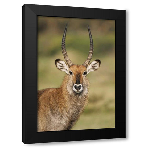 Kenya, Lake Naivasha Male Defassa waterbuck Black Modern Wood Framed Art Print by Morris, Arthur