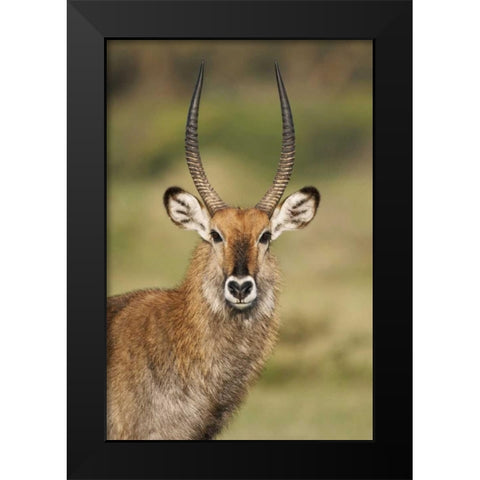 Kenya, Lake Naivasha Male Defassa waterbuck Black Modern Wood Framed Art Print by Morris, Arthur