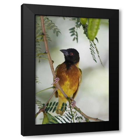 Kenya Jacksons golden-backed weaver perched Black Modern Wood Framed Art Print with Double Matting by Morris, Arthur