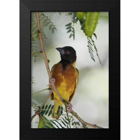 Kenya Jacksons golden-backed weaver perched Black Modern Wood Framed Art Print by Morris, Arthur