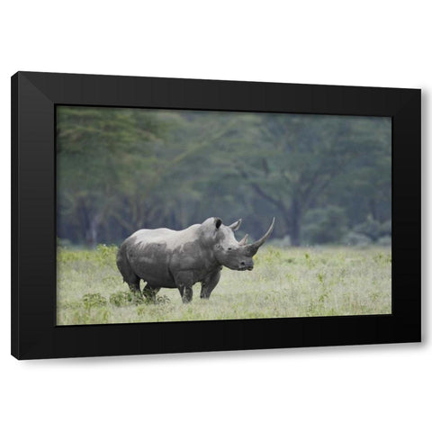 Kenya, Nakuru NP White rhinoceros grazing Black Modern Wood Framed Art Print by Morris, Arthur