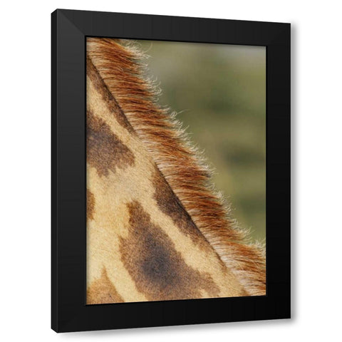 Kenya, Nakuru NP Detail of Rothschilds giraffe Black Modern Wood Framed Art Print by Morris, Arthur