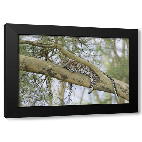 Kenya, Nakuru NP Leopard relaxing in tree Black Modern Wood Framed Art Print by Morris, Arthur