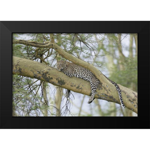Kenya, Nakuru NP Leopard relaxing in tree Black Modern Wood Framed Art Print by Morris, Arthur