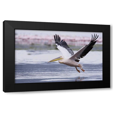 Kenya, Nakuru NP Great white pelican takes off Black Modern Wood Framed Art Print with Double Matting by Morris, Arthur