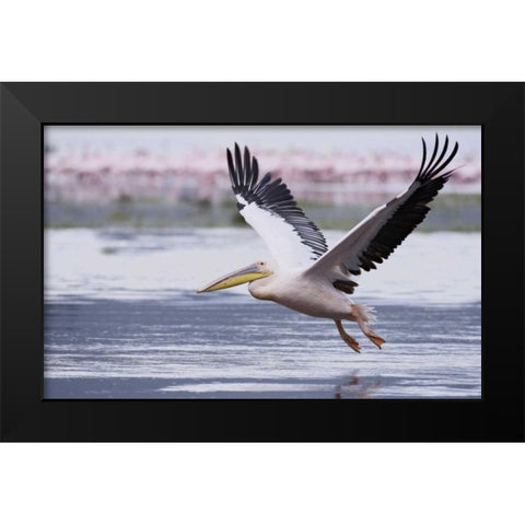 Kenya, Nakuru NP Great white pelican takes off Black Modern Wood Framed Art Print by Morris, Arthur