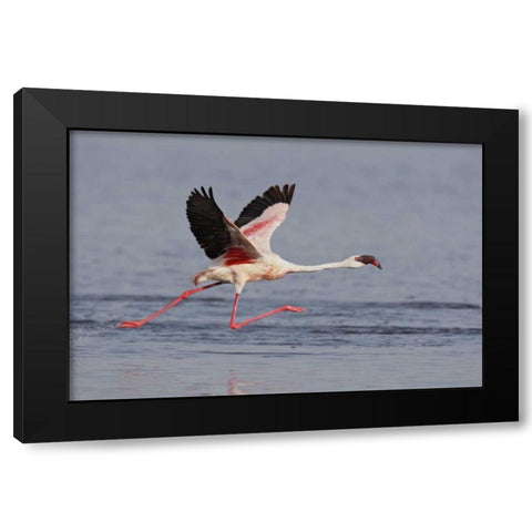 Kenya, Nakuru NP Lesser flamingo running Black Modern Wood Framed Art Print with Double Matting by Morris, Arthur