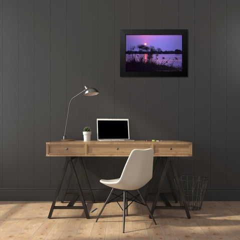 Kenya Sunset reflects on water through reeds Black Modern Wood Framed Art Print by Williams, Joanne