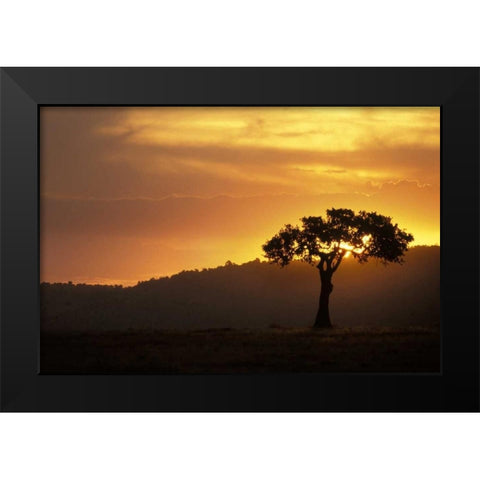 Kenya, Masai Mara Acacia silhouetted at sunset Black Modern Wood Framed Art Print by Grall, Don