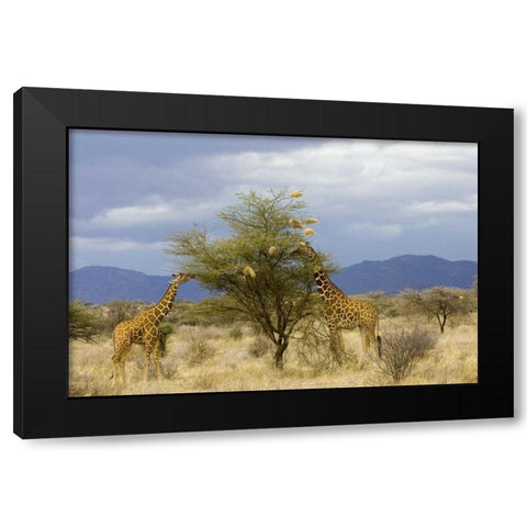 Kenya Two giraffes munch on tree leaves Black Modern Wood Framed Art Print with Double Matting by Williams, Joanne