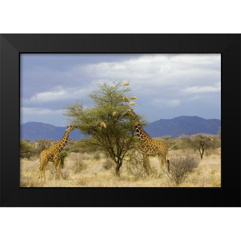 Kenya Two giraffes munch on tree leaves Black Modern Wood Framed Art Print by Williams, Joanne